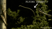 flying snake GIF