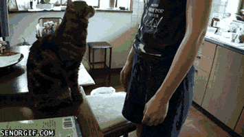 cats give GIF by Cheezburger