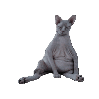 SallyStRose meditate sphynx sphynx cat sallystrose Sticker