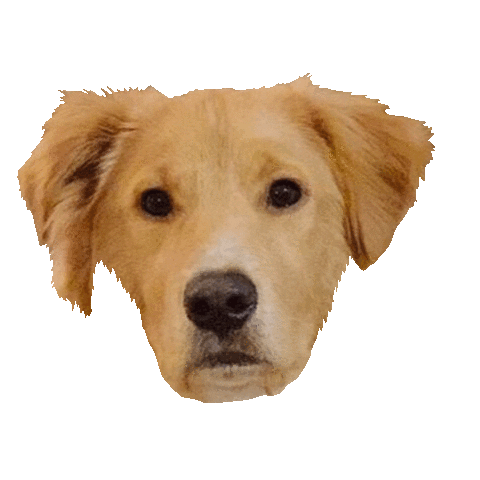 Shepherd Sticker by DopeDog