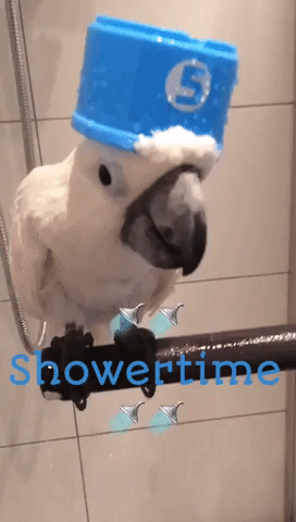 Quirky Cockatoo Enjoys Time in the Shower