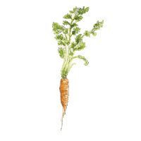 Carrot Cake Spring Sticker