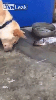Dog Video GIF