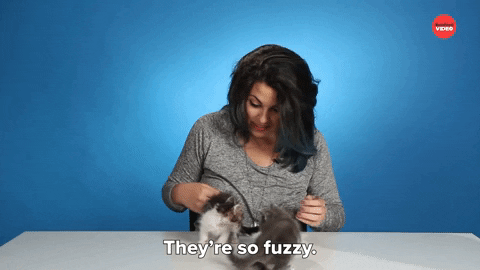 International Cat Day GIF by BuzzFeed