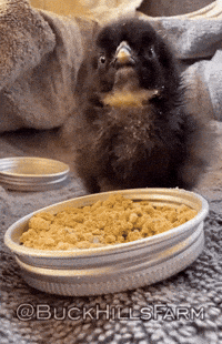 Chicken GIF by Buck Hills Farm