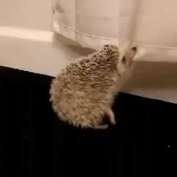 shower hedgehog GIF