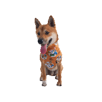 Shiba Inu Tongue Out Sticker by Geekster Pets