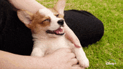 Jeff Goldblum Dogs GIF by National Geographic Channel
