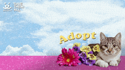 Adopt Best Friends GIF by Best Friends Animal Society