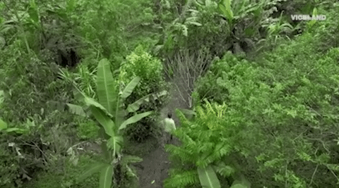 viceland GIF by JUNGLETOWN