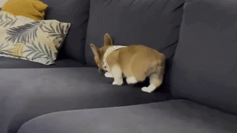 cuteanimalland giphyupload GIF