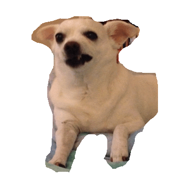chihuahua STICKER by imoji