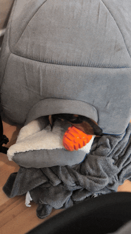 Hot Dog Dogs GIF