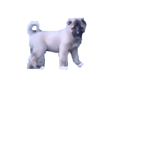 Dog Zimba Sticker by Ulker