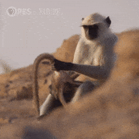 Pbs Nature Mom GIF by Nature on PBS