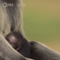 Always Watching Pbs Nature GIF by Nature on PBS