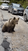 Bear Family Relaxes on Roadway
