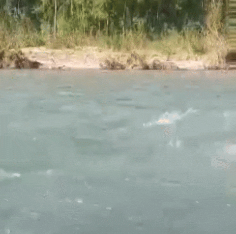 Rafting Raft GIF by philoyolo