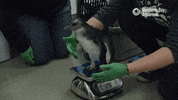Penguin Weigh In GIF by Monterey Bay Aquarium