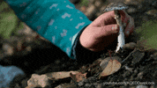 poisonous mushroom GIF by PBS