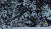 GIF by National Geographic Channel