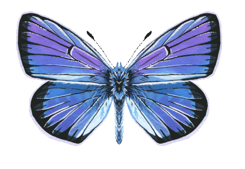 Illustration Butterfly Sticker