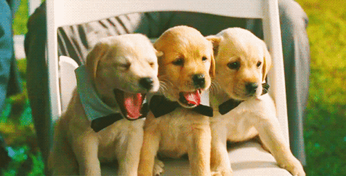asyaakdogan giphyupload GIF