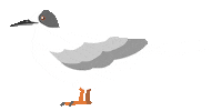 Beach Bird Sticker by VJ Suave