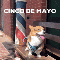 Cinco De Mayo Dog GIF