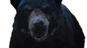 Hungry Chaos Sticker by Cocaine Bear