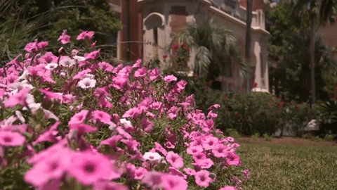 college flowers GIF by Florida State University