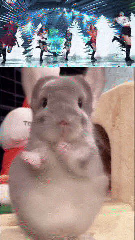 Chinchilla Sue GIF