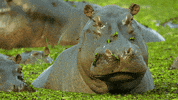 bbcearth beauty earth planet landscape GIF