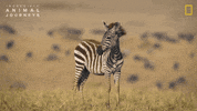 National Geographic Africa GIF by Nat Geo Wild