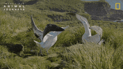 National Geographic GIF by Nat Geo Wild