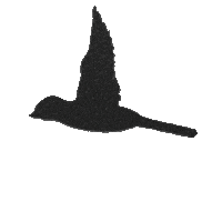 Animation Flying Sticker by quietnote