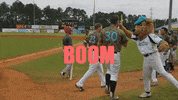 celebrate fayetteville swampdogs GIF
