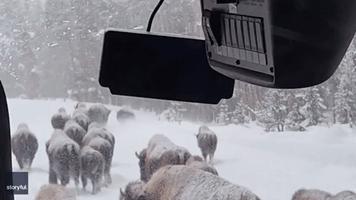Herd of Snowy Bison Surround Bus in Yellowstone National Park