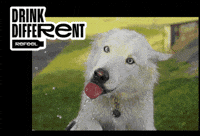Refeel dog drink different pies GIF