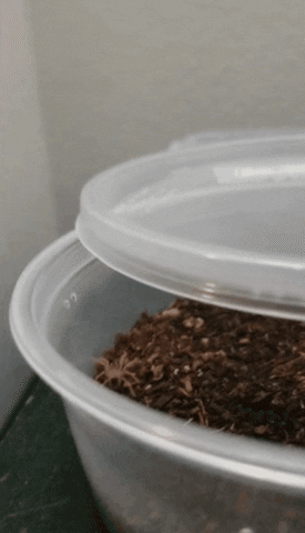 kendalllauscher giphygifmaker giphygifmakermobile cricket feed GIF