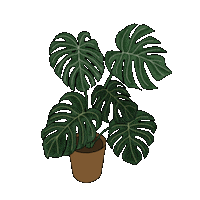 Monstera Deliciosa Greenery Sticker