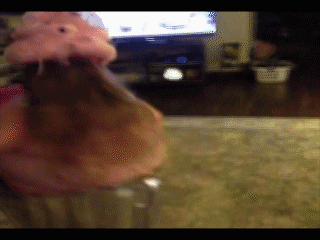 Video gif. Young girl dressed in a bulky cupcake costume with a pink icing hat runs around in circles on a rug.