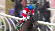 Melbourne Cup Winner GIF by World Horse Racing
