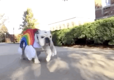 Drake Mascot GIF by DrakeUGriff