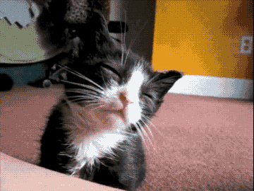 cuteanimalland giphyupload GIF