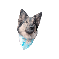 Keeshond Sticker by Geekster Pets