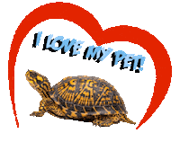 Guinea Pig Love Sticker