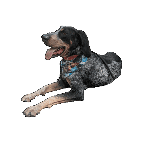 Star Wars Murphy Sticker by Geekster Pets