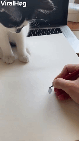 Kitty Finds Paper Bug A Little Sketchy