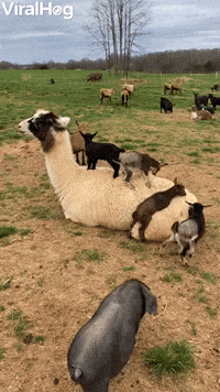 Goat Kids Use Patient Llama as Trampoline